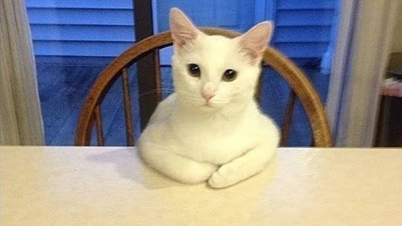 Weird Things Weird Cat Behavior Strange Things About Cats 2025